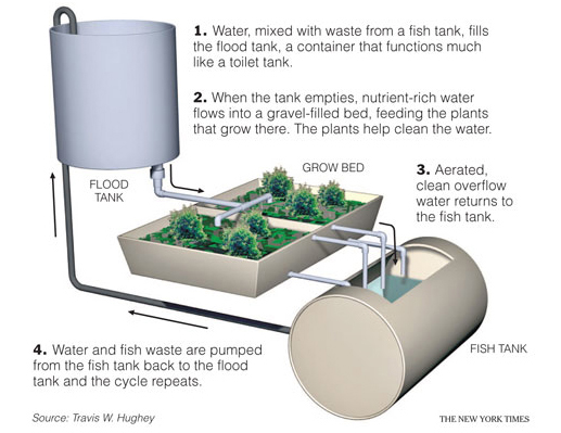 Home Aquaponics Made Easy