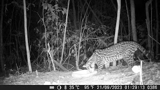 Jaguatirica, Leopardus pardalis, Ocelot, animal, Gato Onza, Manigordo, Ocelote, Tigrillo