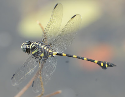 Common Flangetail (Ictinogomphus decoratus)