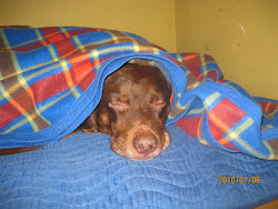 CHOCO BUSCO SU RINCON PARA PROTEJERSE DEL FRIO DE ENERO DEL 2010.