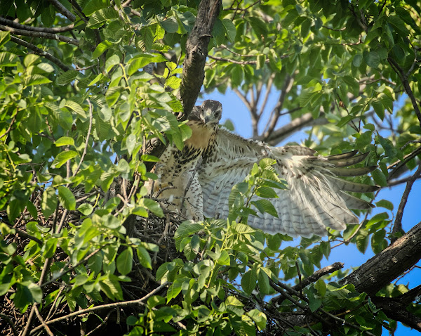 Tompkins red-tail fledgling #2
