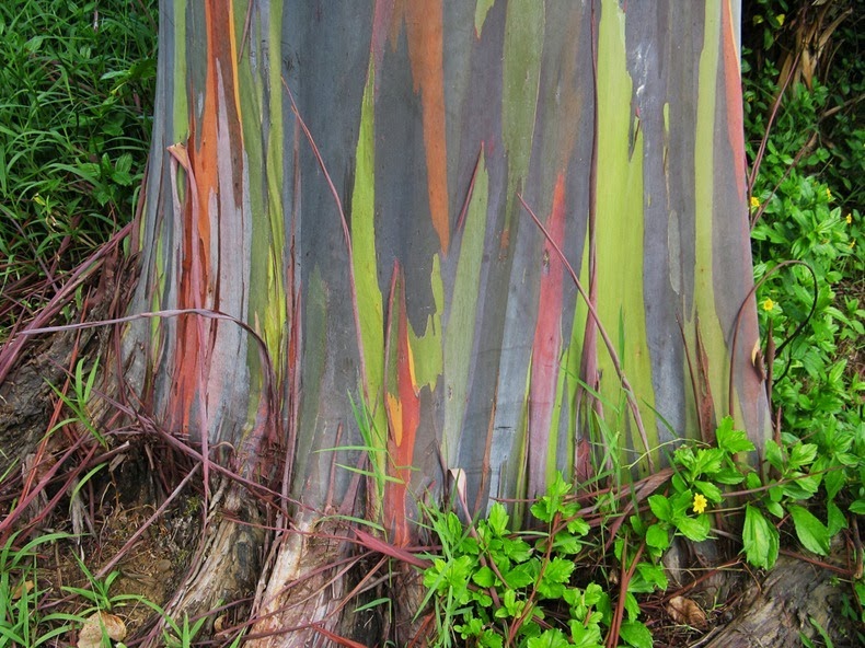 Rainbow Eucalyptus – The Most Colorful Tree on Earth