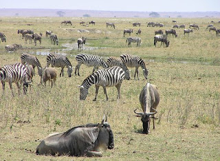 Zebra,Amboseli Park, Kenya