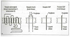 RESEPTOR HORMON  Paramita Blog