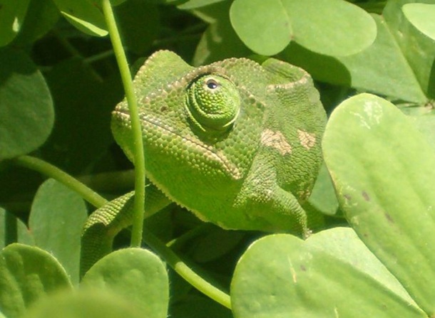 imagenes de animales camuflados - Cinco desafíos para iniciar la semana con el cerebro 