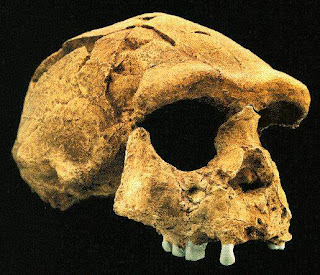 Viva Historia: Fosil Manusia Purba