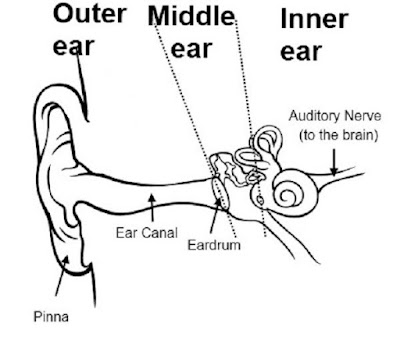 Simple ear diagrams | Ear diagram with labels | Inner ear diagram