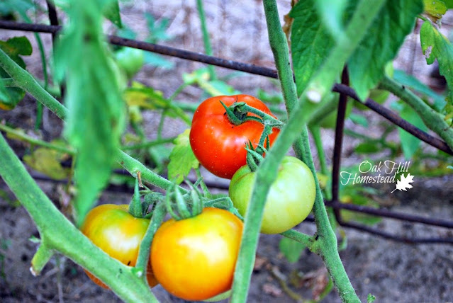 Tomatoes in various stages of ripeness growing in a garden