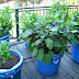 47+ Vegetable Gardening In Container Pics