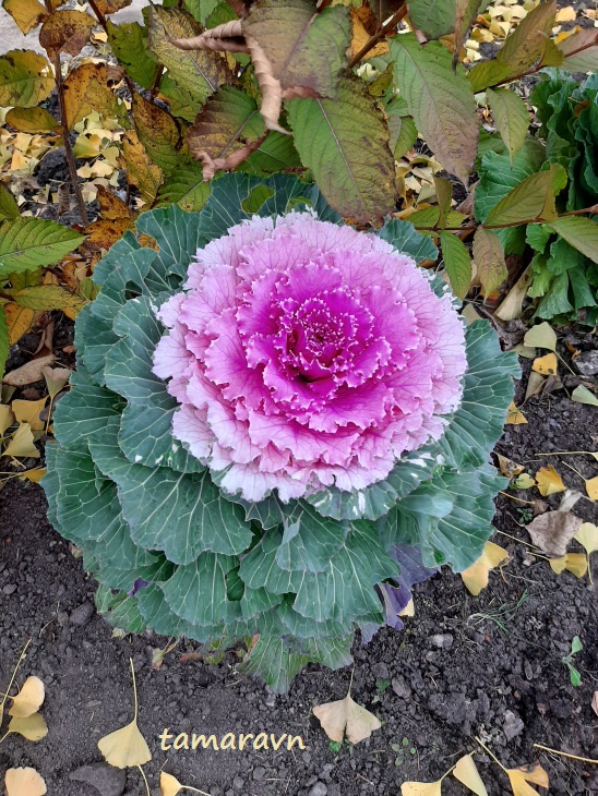 Капуста декоративная (Brassica oleracea var. acephala)