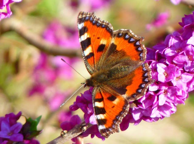 Nice Pictures of Beautiful Butterflies of Different Colors