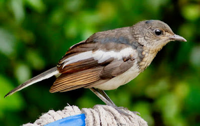 Oriental Magpie-Robin