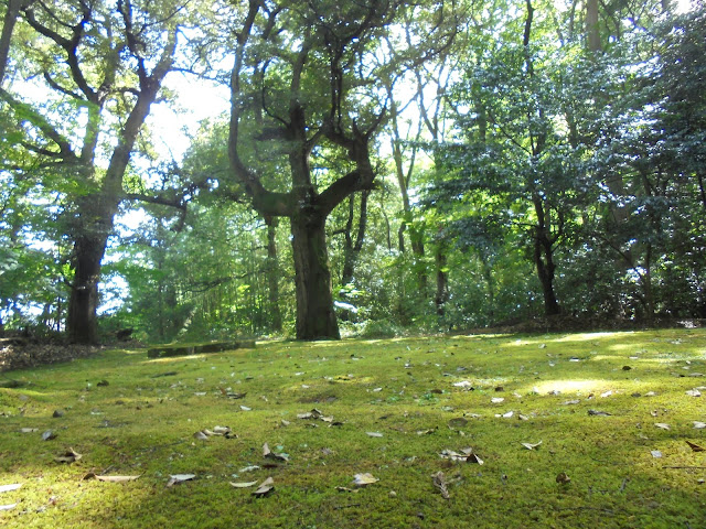 日吉神社の境内の迫力ある木