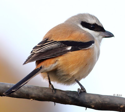 "Perched on a cbale with its back to the camera is the Long-tailed Shrike - Lanius schach."