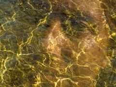 WATERFACE 01