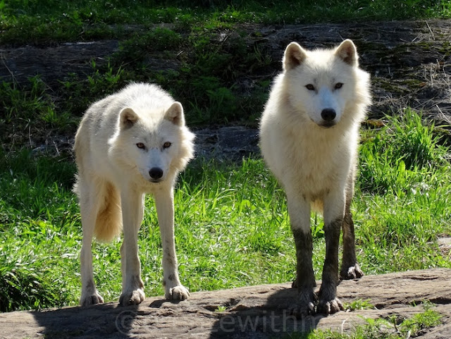 parc omega