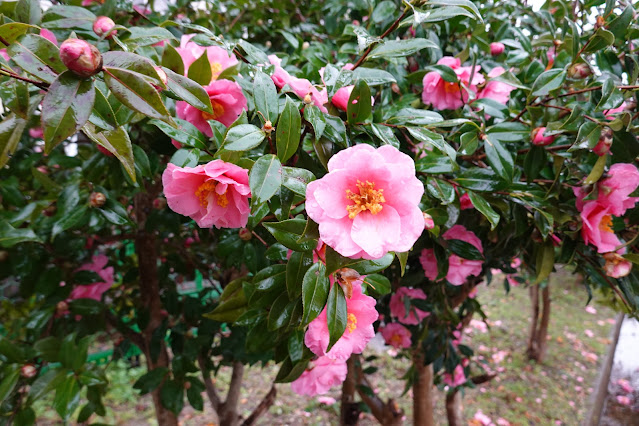 鳥取県米子市 どらドラパーク米子 サザンカ（山茶花）