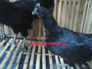 Jual Ayam Cemani