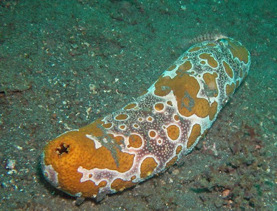 Pictures Of Sea Cucumbers6