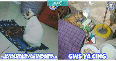 8 Meme 'Tingkah Lucu Kucing' yang Kelakuannya Ngegemesin Banget