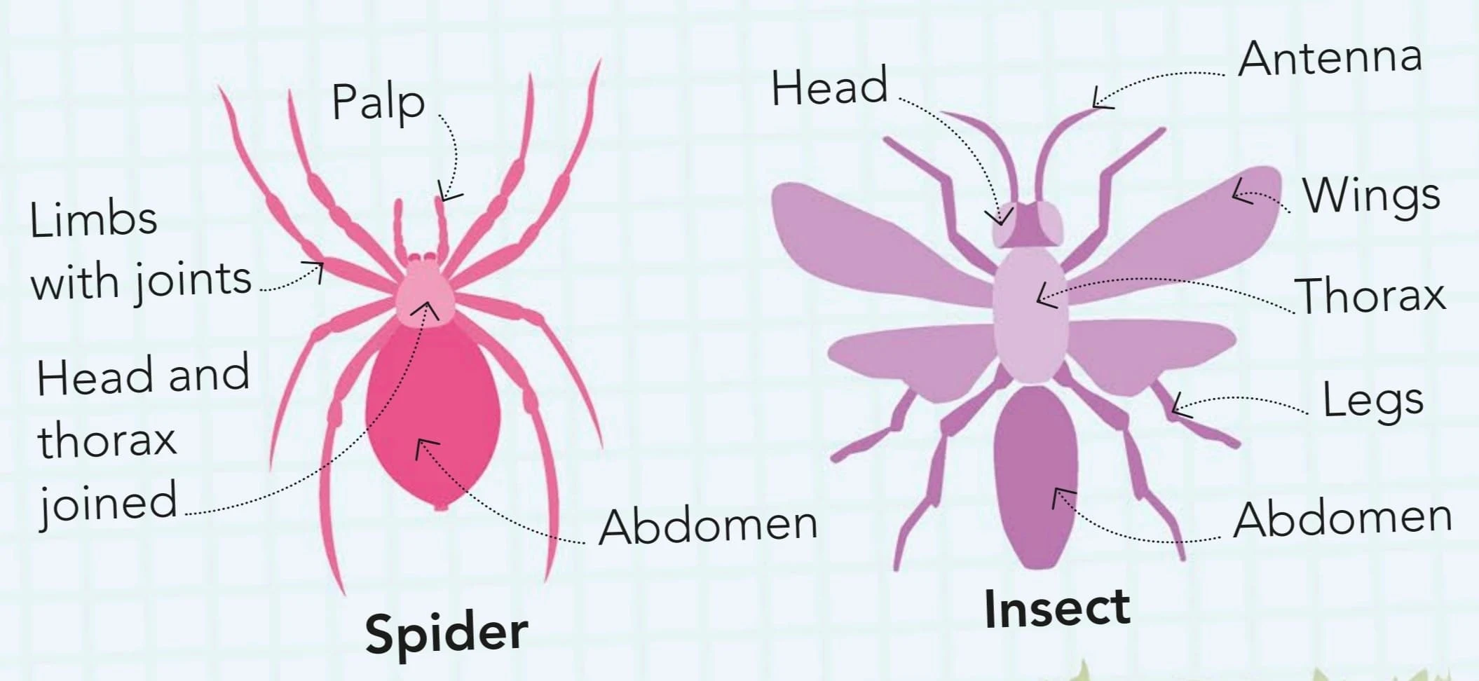 Are spiders insects ?    A spider is different than an insect. It has eight legs instead of six and a body in two parts instead of an insect’s three. Spiders are related to scorpions, ticks, and mites. Together, they form a group called the arachnids.   Body The body of a spider has two parts. One part is made from a head and thorax joined together. The other part is called the abdomen.  Eyes  Most spiders have four pairs of eyes. They are spread around the top of their head so they can see danger from all sides.    Legs Spiders have eight jointed legs—four on each side. The hairs on their legs act like ears, picking up tiny movements in the air.  Insect vs spider     The main differences between insects and spiders are body segments, legs, and wings.     Why do spiders make silk? Female spiders make a silk bed and lay several hundred eggs in it. They wrap it in a silk ball and hang it somewhere safe.     To make webs Spiders release silk to make sticky webs and nets to catch their food. They wrap trapped insects in silk and eat them later.   True or false?  1. Some types of spiders have wings. 2. All spiders can make silk. 3. Spiders and insects both have a protective outer shell called an exoskeleton.