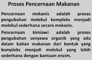 Perbedaan Proses Pencernaan Mekanik dan Kimiawi Pada Manusia