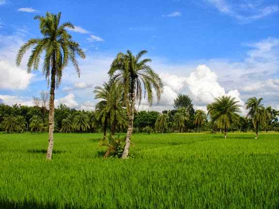 scenery of bangladeshi village