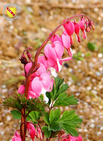 VILLERS-LES-NANCY (54) : Le jardin botanique du Montet-Coeur de Marie