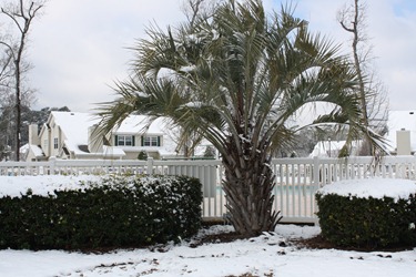 2010 Snow at the Beach 039