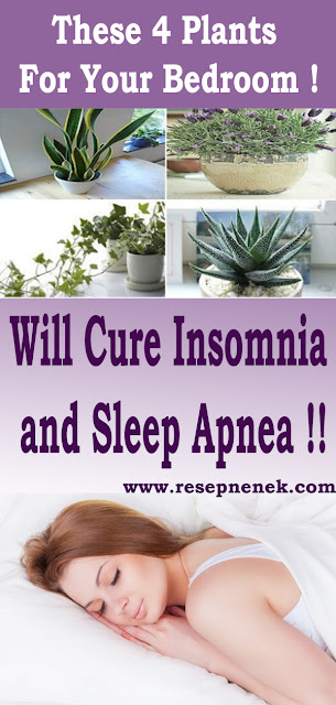 These 4 Plants For Your Bedroom Will Cure Insomnia and Sleep Apnea