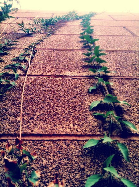 Wallvine