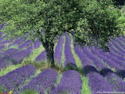 Lavender Farm