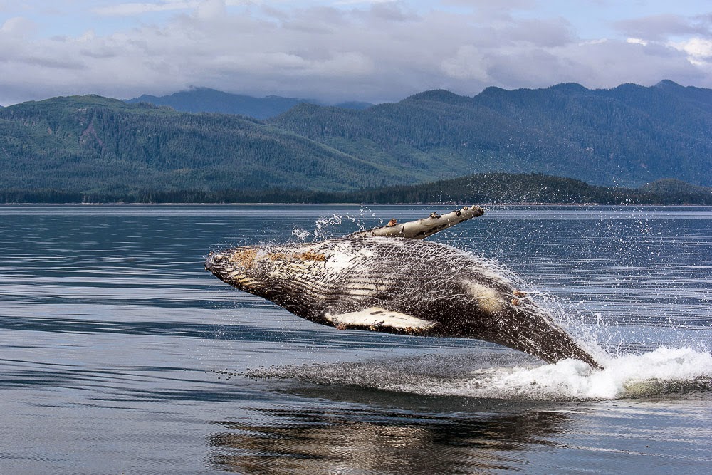 http://www.rudolf-hug.ch/content/fotogalerie/Travel/Alaska%202014%20Whale%20watching/index.html