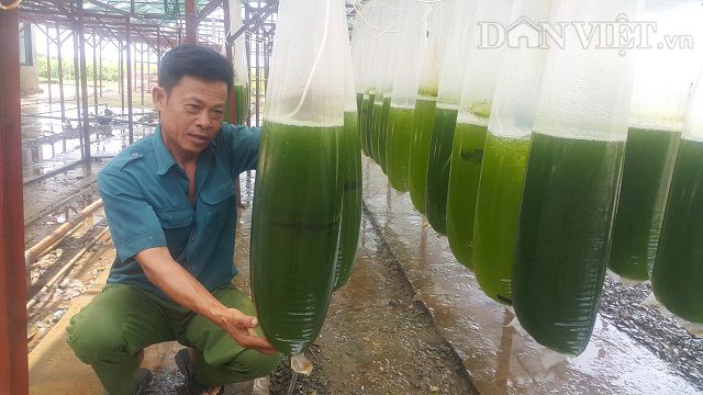 Chuyện lạ Thái Bình: Nuôi thứ nước xanh lè mà "rót" ra trăm triệu