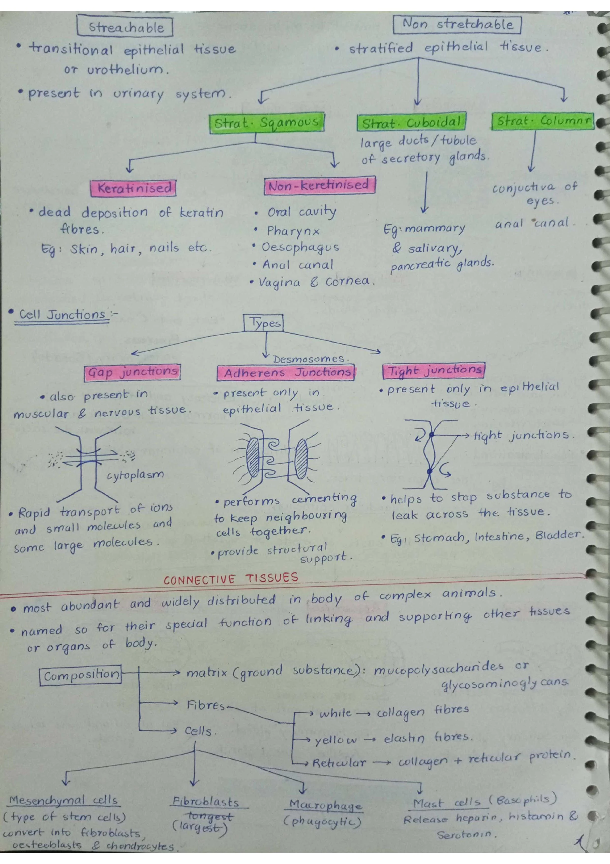 Animal Tissues - Biology Short Notes 📚