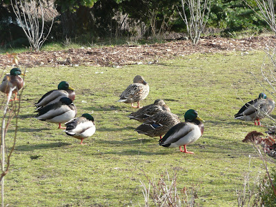 mallards