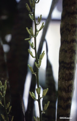 extrafloral nectaries on the flowering stalk of Sansevieria