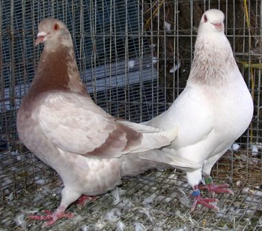 Texan Pioneer Pigeon