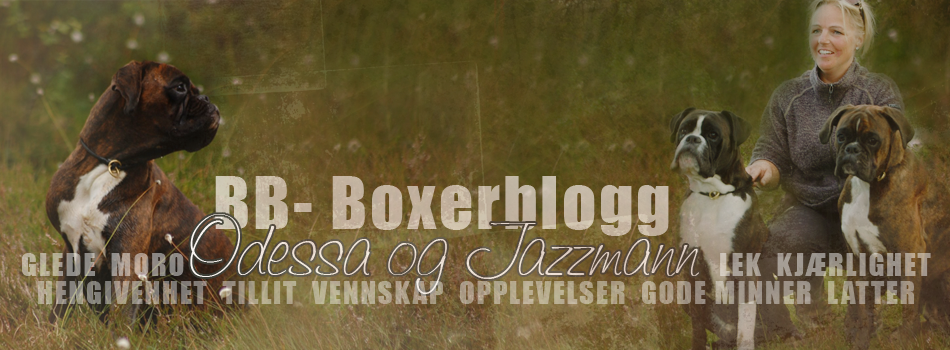 BB - BoxerBlogg