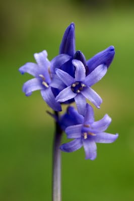 Wilde Hyacint - Wylde Hyasint - Hyacinthoides non-scripta