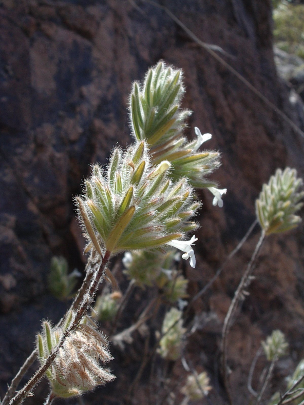 Micromeria leucantha