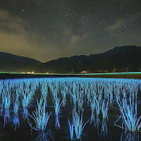 Bio-luminescent Rice Paddies