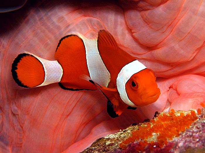 Recommendation On Clownfish  Treatment And Spawning 