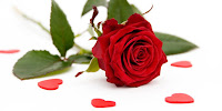 Single red rose on a white background with red love hearts scattered around it