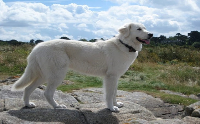 "Magnificent Maremma Sheepdog with a thick white coat and attentive expression, embodying the regal and protective nature of this majestic breed."