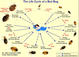 Buzz Kill: Revenge of the Bed Bug