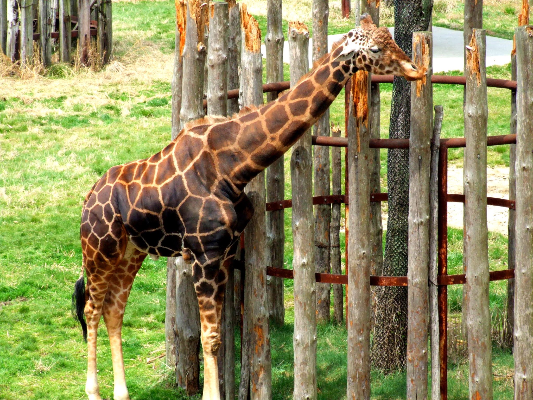 動物園のキリンさんの全身の写真素材です。きりんってあの頭の謎の角が凄く可愛いですよね。オシコーン（ossicone）って言うそうです。