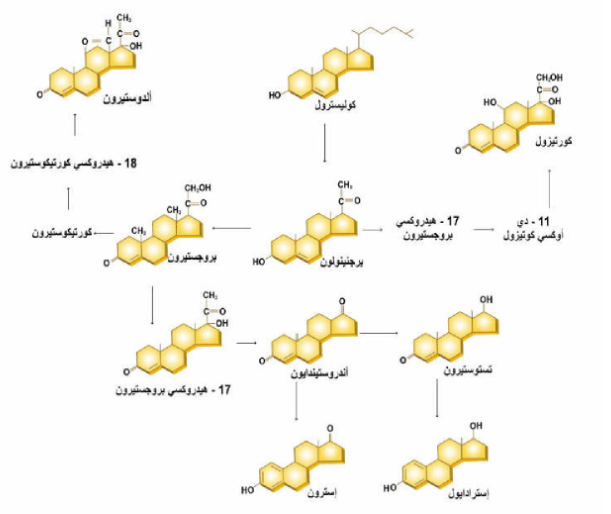 الشكل 14 - 3: سلسلة التفاعلات التي تؤدي لإنتاج الهرمونات الستيرويدية من كوليسترول.