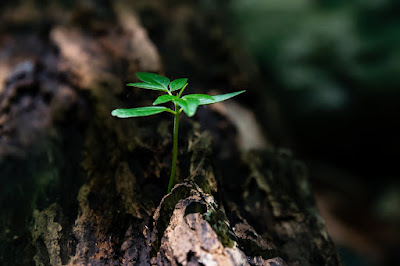 A green plant seedling on an old tree trunk