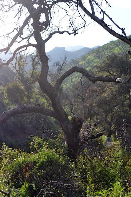 dead oak and darkened sticks